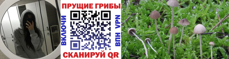 Псилоцибиновые грибы MAGIC MUSHROOMS  Новая Ладога 